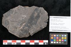 Foto (Objekt + Etikett) von Taeniopteris muensteri Goeppert (NHMW-GEO-2024-0188-10491)